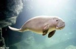 10 Interesting the Dugong Facts