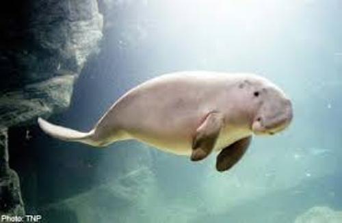 Facts about Dugong