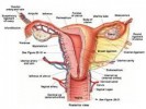 10 Interesting the Female Reproductive System Facts