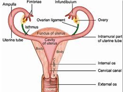 the Female Reproductive System Image