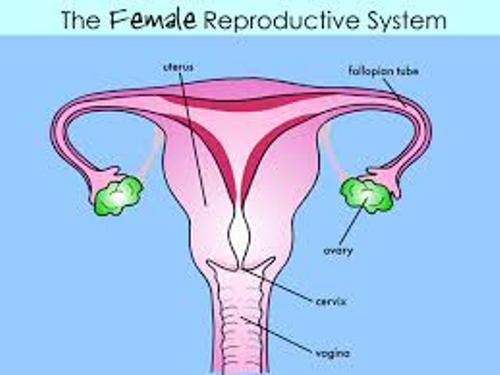 the Female Reproductive System
