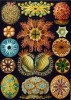 10 Interesting Ernst Haeckel Facts