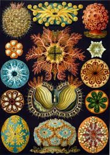 Ernst Haeckel Facts