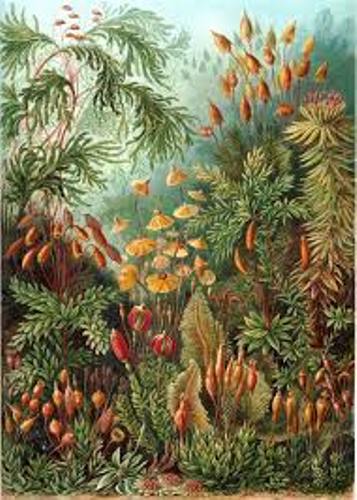 Ernst Haeckel Pictures
