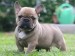 10 Interesting French bulldog Facts