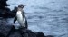 10 Interesting Galapagos Penguin Facts