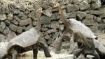 10 Interesting the Galapagos Tortoise Facts