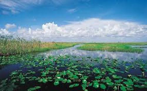 Florida Everglades Pic