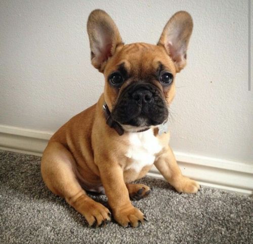 10 Interesting French bulldog Facts | My Interesting Facts