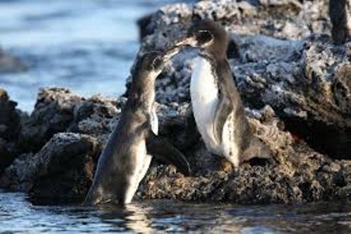 Galapagos Penguin Facts