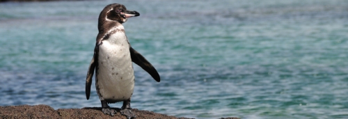 Galapagos Penguin Images