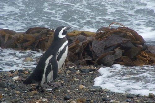 Galapagos Penguin Pic