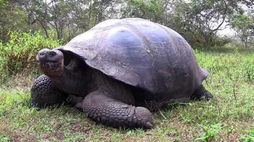 The Galapagos Tortoise Pic