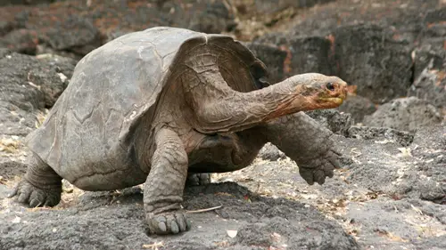 The Galapagos Tortoise
