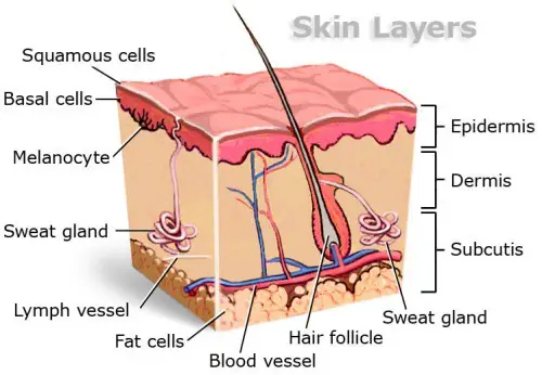 Facts about The Integumentary System