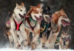 10 Interesting the Iditarod Race Facts