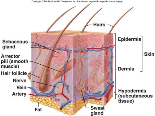 The Integumentary System Facts