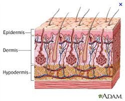 The Integumentary System Pictures