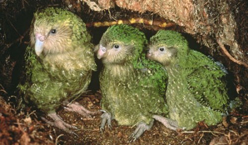 Facts about The Kakapo