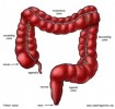10 Interesting the Large Intestine Facts