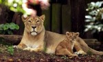 10 Interesting London Zoo Facts