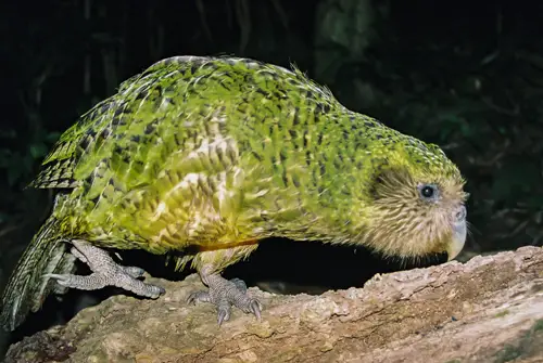 The Kakapo Colors