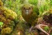 10 Interesting the Kakapo Facts