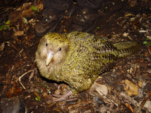 The Kakapo Pictures