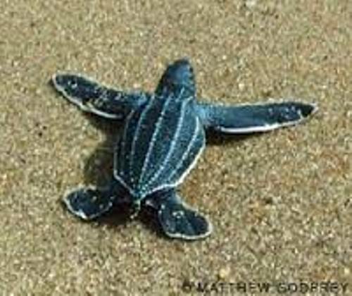 The Leatherback Sea Turtle Pic