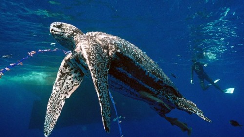 The Leatherback Sea Turtle Pictures
