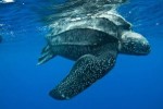 10 Interesting the Leatherback Sea Turtle Facts