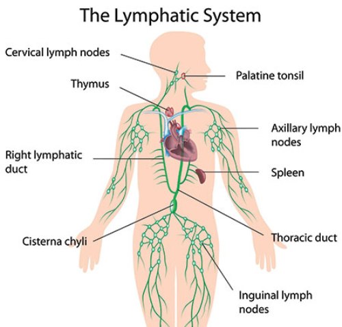 The Lymphatic System Facts