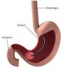 10 Interesting the Oesophagus Facts
