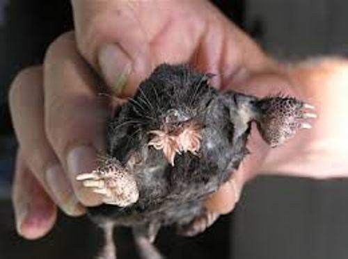 star nosed mole facts