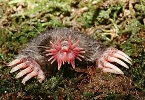 star nosed mole images