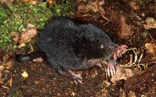 star nosed mole pic
