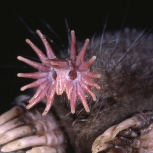 star nosed mole pictures