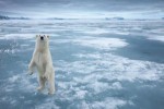 10 Interesting the North Pole Facts