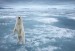 10 Interesting the North Pole Facts