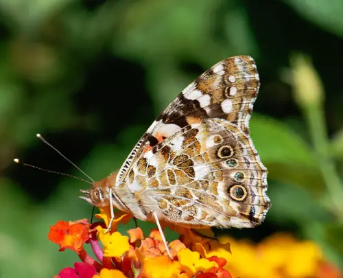 the painted lady butterfly beauty