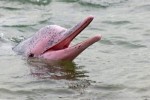 10 Interesting the Pink River Dolphin Facts