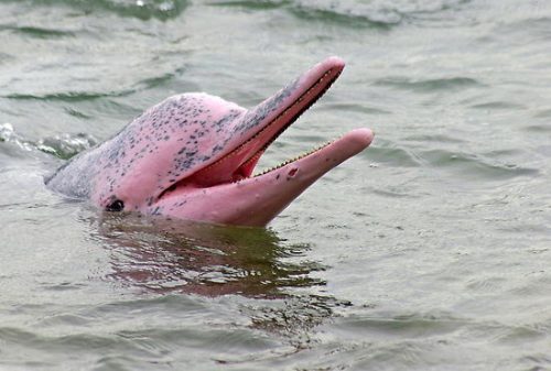 the pink river dolphin facts