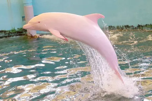 the pink river dolphin image
