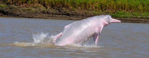 the pink river dolphin pictures