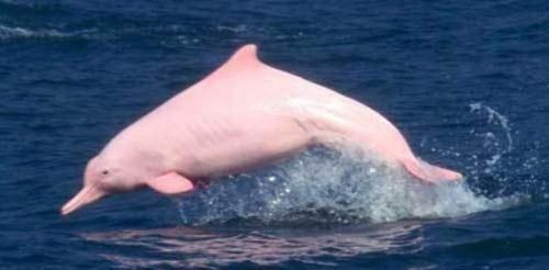 the pink river dolphin