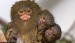 10 Interesting The Pygmy Marmoset Facts