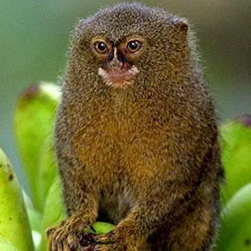 the pygmy marmoset pic