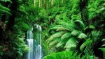 10 Interesting the Rainforest Biome Facts