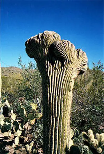 the saguaro cactus facts