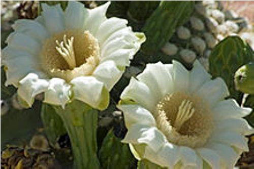the saguaro cactus flowers